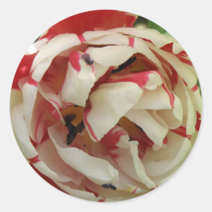 Redonda Pegatina de tulipanes rosados y blancos