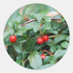 Redonda Pegatina de verano