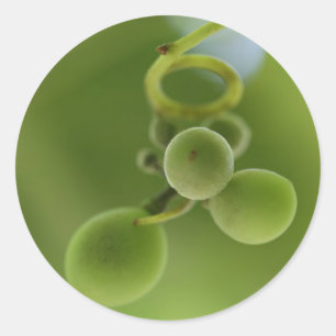 Redonda Pegatina de Vid de Uvas Verdes Ricas con Estilo
