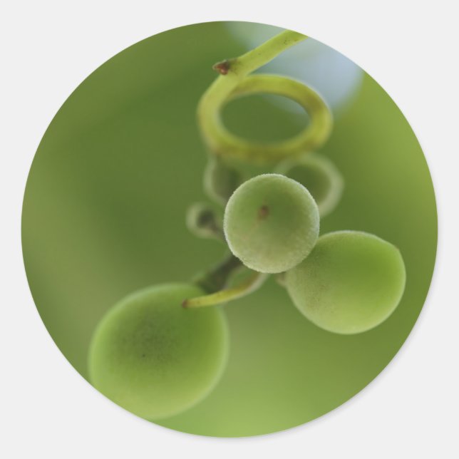 Redonda Pegatina de Vid de Uvas Verdes Ricas con Estilo (Anverso)