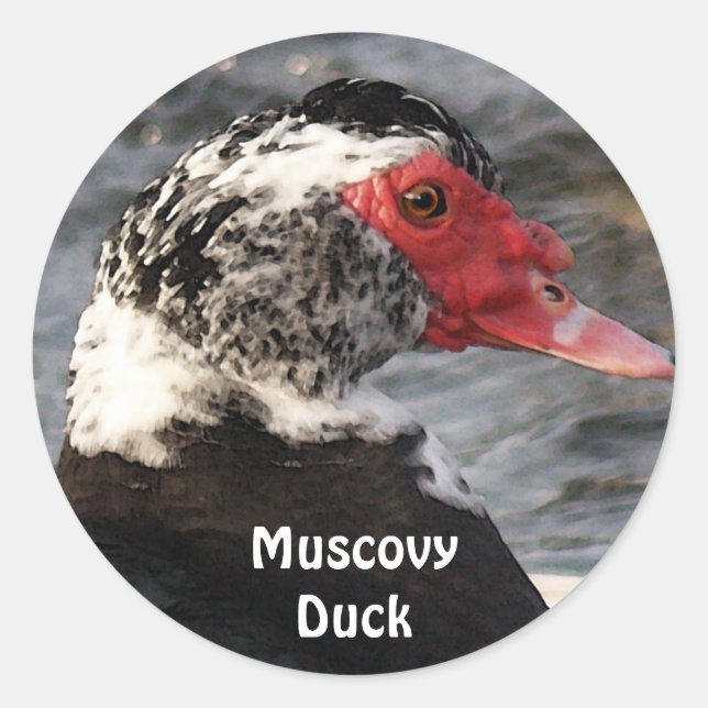 Redonda Pegatina de vida silvestre Muscovy Duck Bird (Anverso)