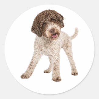 Redonda Pegatina de vinilo de perro Lagotto Romagnolo curi
