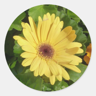Redonda Pegatina de Yellow Gerber Daisy