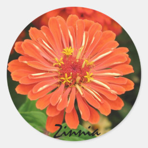 Redonda Pegatina de Zinnia