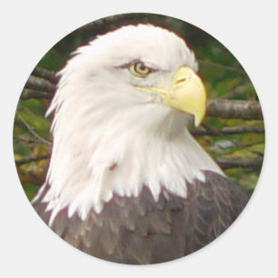 Redonda Pegatina del águila calva estadounidense