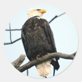 Redonda Pegatina del águila calva estadounidense