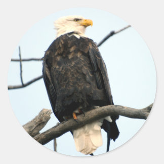 Redonda Pegatina del águila calva estadounidense