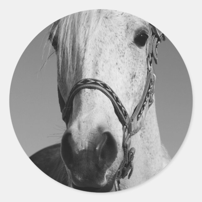 Redonda Pegatina del caballo blanco (Anverso)