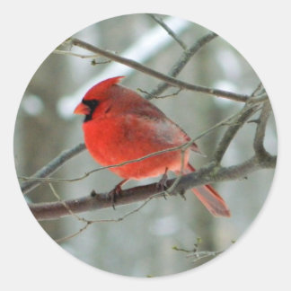Redonda Pegatina del Cardenal Rojo (Hombre)