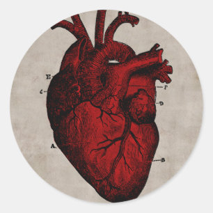 Redonda Pegatina del corazón humano
