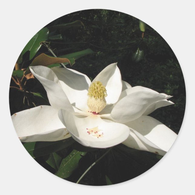 Redonda Pegatina del flor de la magnolia (Anverso)
