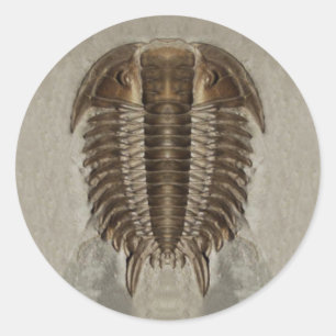 Redonda Pegatina del fósil de Trilobite