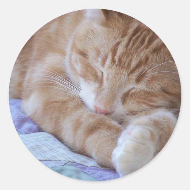 Redonda pegatina del gato dormido (Anverso)