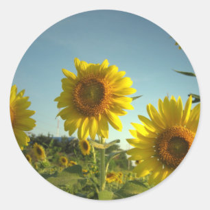 Redonda Pegatina del girasol del jardín orgánico