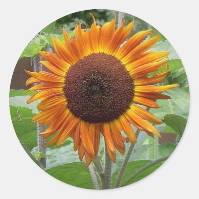 Redonda Pegatina del girasol dorado (Anverso)