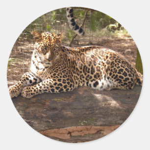 Redonda Pegatina del leopardo