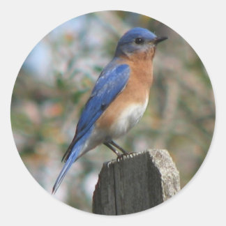 Redonda Pegatina del Male del Bluebird Oriental
