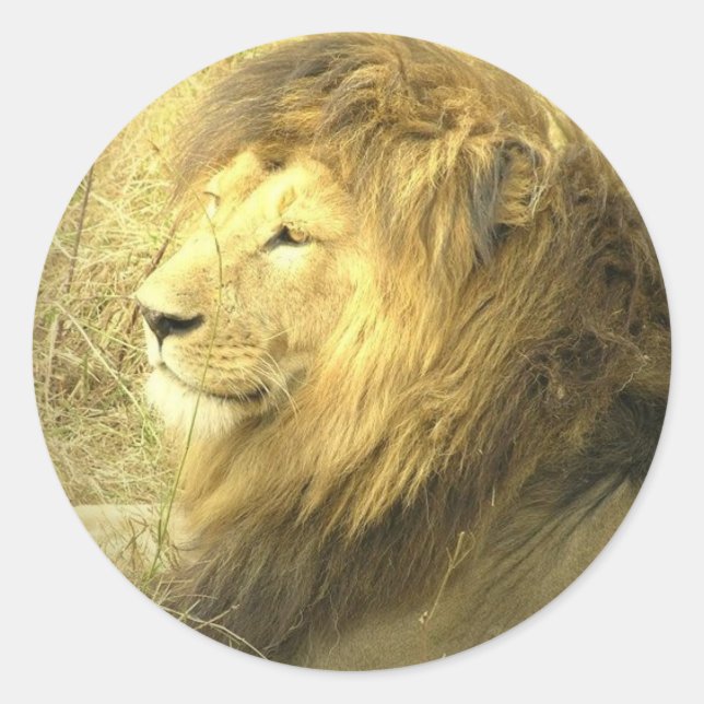 Redonda Pegatina del Orgullo León (Anverso)