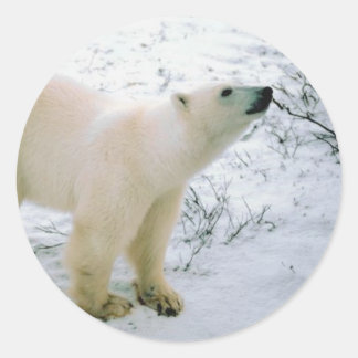 Redonda Pegatina del oso polar
