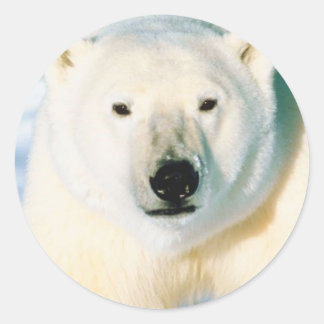 Redonda Pegatina del oso polar