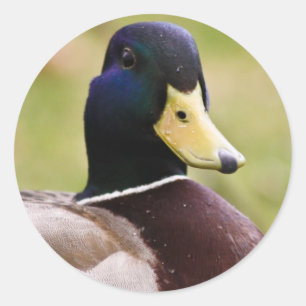 Redonda Pegatina del pato amarillo y azul