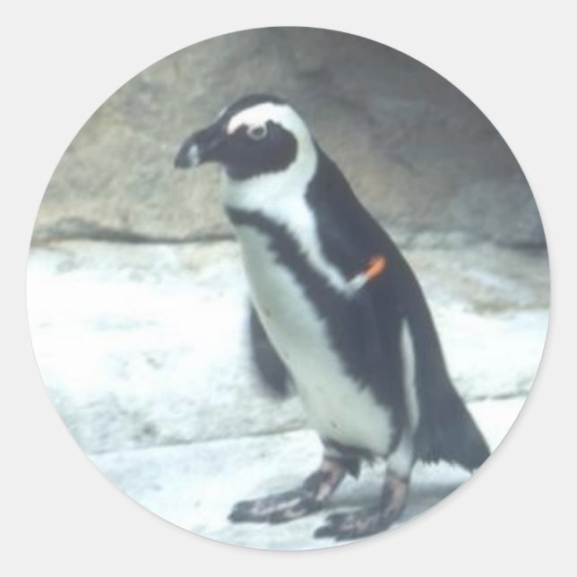 Redonda Pegatina del pingüino (Anverso)