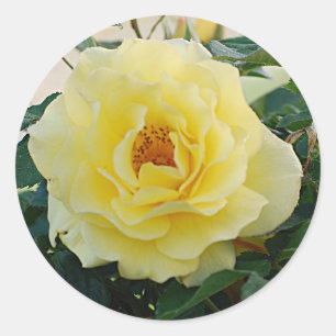 Redonda Pegatina del rosa amarillo