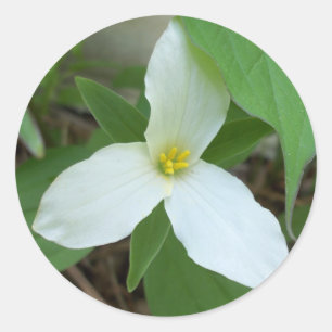 Redonda Pegatina del Trillium