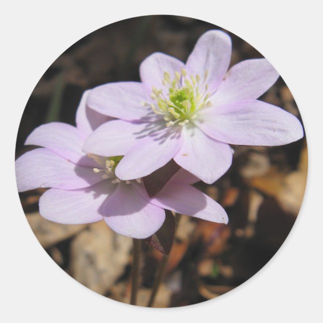 Redonda Pegatina del Wildflower de Lavendar (Anverso)