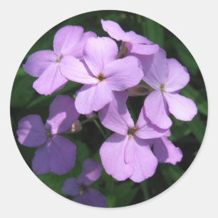 Redonda Pegatina del Wildflower de Lavendar