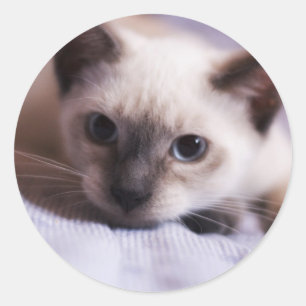 Redonda Pegatina Deviously Cute