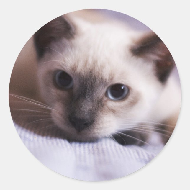 Redonda Pegatina Deviously Cute (Anverso)