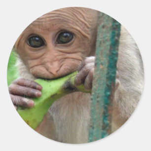 Redonda Pegatina divertido de la imagen del mono
