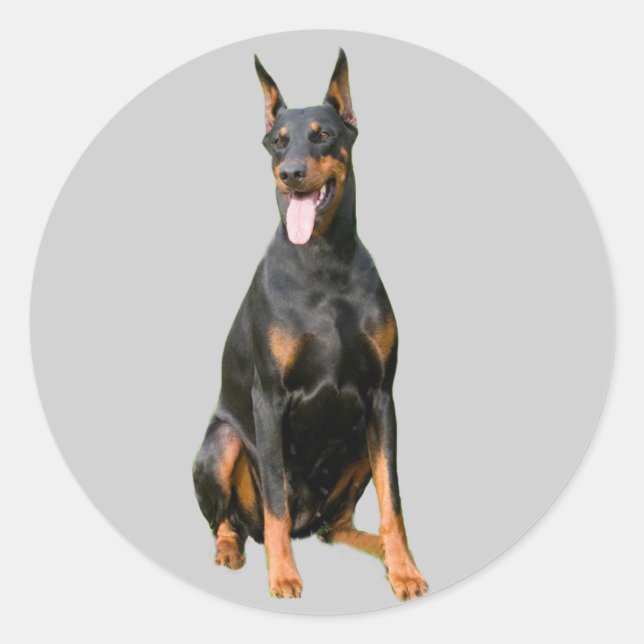 Redonda Pegatina Doberman Pinscher (Anverso)