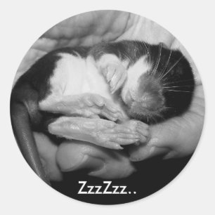 Redonda Pegatina durmiente de Rattie
