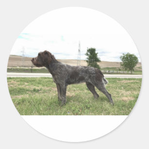 Redonda Pegatina el señalar Griffon Wirehaired