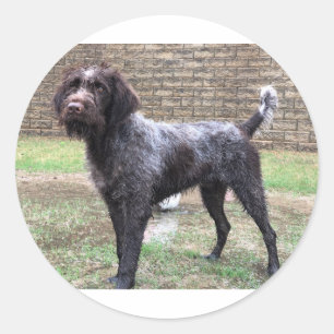 Redonda Pegatina el señalar Griffon Wirehaired