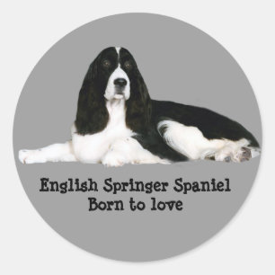 Redonda Pegatina Español de Springer inglesa