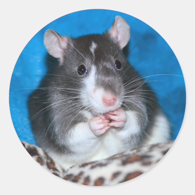 Redonda Pegatina Figaro Rattie de 3" (Anverso)