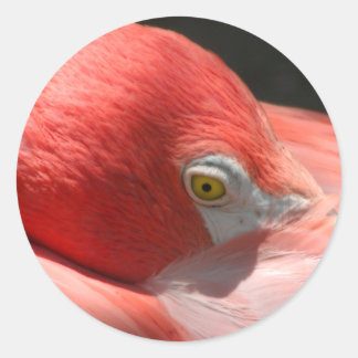 Redonda Pegatina Flamingo