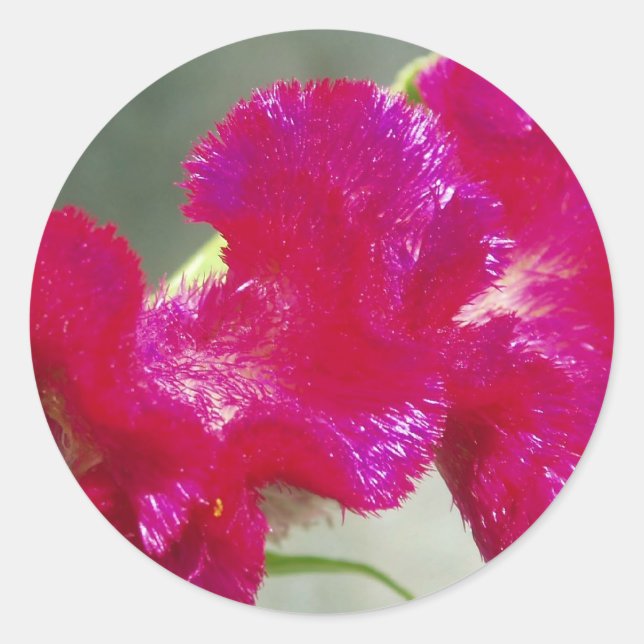 Redonda Pegatina Floral Rosa (Anverso)