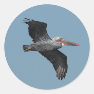 Redonda Pegatina Flying Pelican 14
