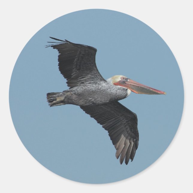 Redonda Pegatina Flying Pelican 14 (Anverso)