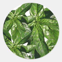 Redonda Pegatina fotográfico de la planta de Basil