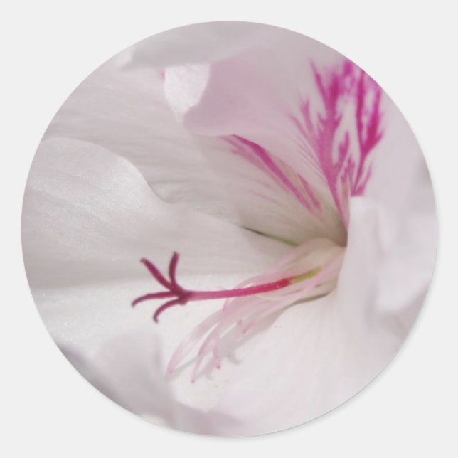 Redonda Pegatina Geranium blanco (Anverso)