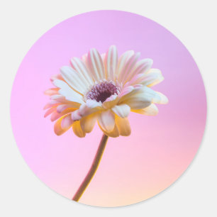 Redonda Pegatina Gerbera Daisy
