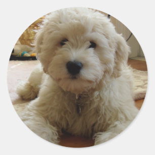 Redonda Pegatina Goldendoodle