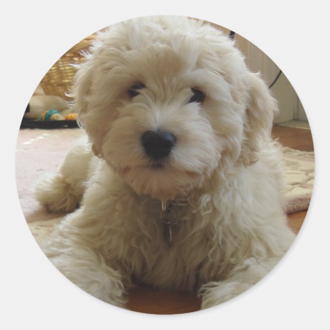 Redonda Pegatina Goldendoodle (Anverso)