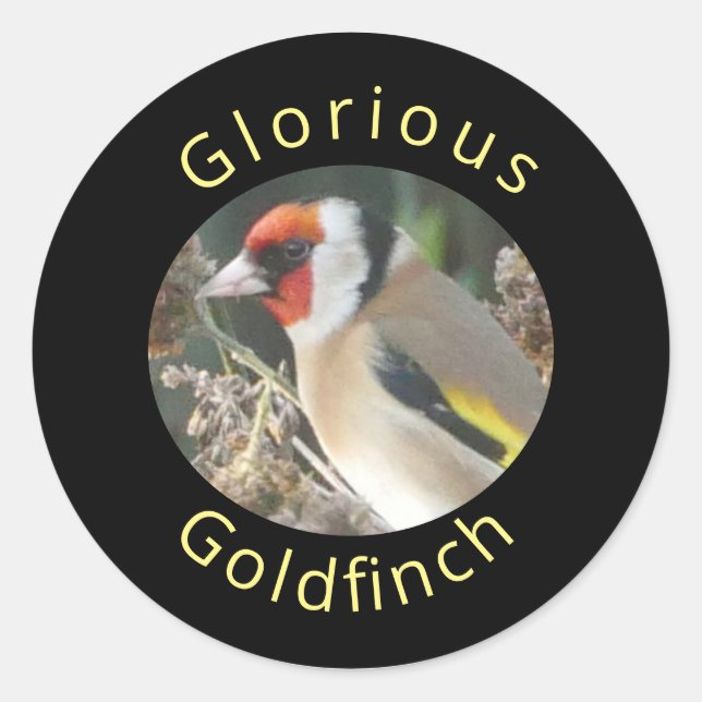 Redonda Pegatina Goldfinch (Anverso)