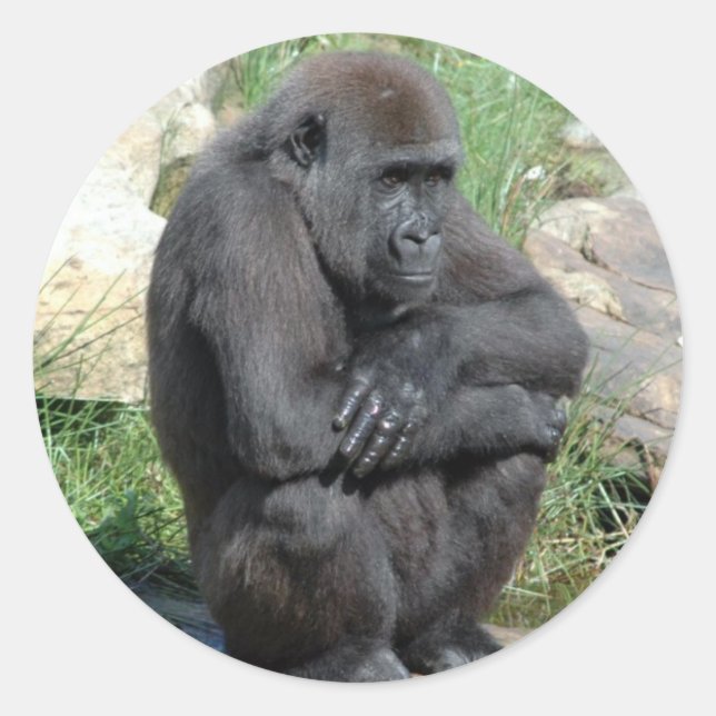 Redonda Pegatina Gorilla Sitting (Anverso)